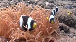 diving CANDIDASA  Balis magnificent underwater world [upl. by Ike]