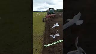 Gulls and herons flew off as the ploughing startedCheck out our turning plow in actionAgricultural [upl. by Arun868]