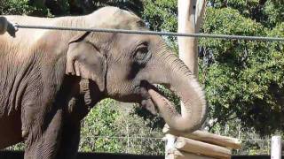 Zoo Elephant Eating and Drinking [upl. by Soisanahta961]