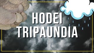 HODEI TRIPAUNDIA ipuina [upl. by Hannis771]