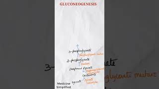 Gluconeogenesis  Synthesis of glucose  Gluconeogenesis pathway  Gluconeogenesis cycle shorts [upl. by Lela]