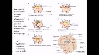 Mycobacterium tuberculosis infection and diseases [upl. by Elhsa]