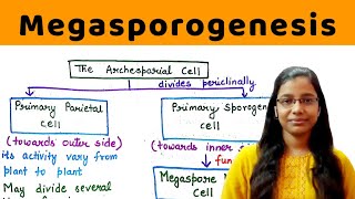 Megasporogenesis  in detail   development of ovule  Megaspore haustoria  Mamelon [upl. by Yulma251]