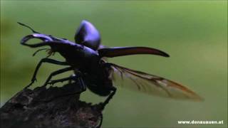 Hirschkäfer im Nationalpark DonauAuen  Lucanus cervus [upl. by Magnien]