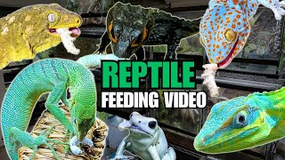 FEEDING MY PET REPTILES 32 SILKWORMS CROCODILE SKINKS GECKOS FROGS amp MORE SILKWORM FEEDING VIDEO [upl. by Enimaj]