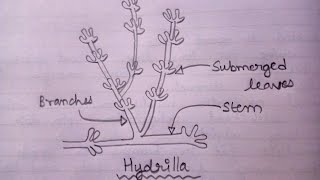 How To Draw Hydrilla  Well Labelled Diagram Of Hydrilla In Just 1 Minute  Biology Diagram [upl. by Lsil]