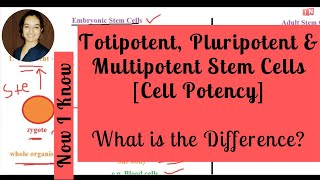 Totipotent Pluripotent amp Multipotent Stem Cells  What is the Difference Cell Potency [upl. by Rea17]