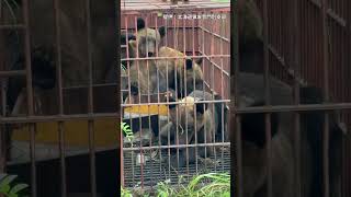 👆本編はこちら👆【クマ3頭が1つの箱わなに…】目撃相次いでいた日高町でヒグマ捕獲 ヒグマ列伝 ヒグマ クマ 北海道 [upl. by Aiouqahs641]