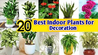 Best Indoor Plants India  Best Indoor plants for Decoration  Best Indoor Plants for Clean Air [upl. by Aehtela]