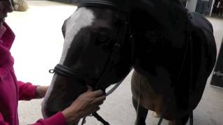 Jo Jacksons Top Tips  How to fit a pelham  HorseandRider UK [upl. by Butcher450]