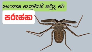 පරුස්සා  Tailless Whip Scorpion  Whip Spider Sinhala  2024  Animal Sri Lanka [upl. by Chaddie484]