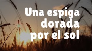 UNA ESPIGA DORADA POR EL SOL  Música para Dios [upl. by Norwood]