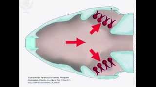 Ventilation and Gas Exchange [upl. by Uzzial]