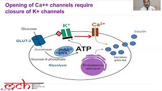 Secretion of insulin from beta cells  in Hindi [upl. by Eillo]