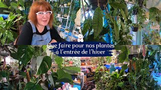 Que faire pour NOS PLANTES AVANT LHIVER🌿 Quand les rentrer  le chauffage  La luminosité  Etc [upl. by Rossi338]