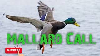 Mallard Duck Hunting Call  Free Download [upl. by Haakon488]