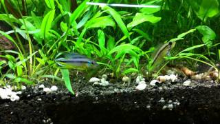 A trio of Apistogramma agassizii quotTefe pearl bluequot [upl. by Eatnoed]