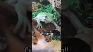 The Cutest Frog in the World “Piccolo” frog pets cuteanimals [upl. by Aniakudo]