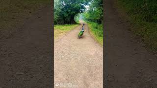 💖💖💖 beautiful peacock on the way peacock birds nature wildlife shortsclip [upl. by Seniag84]