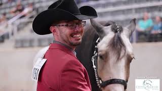 2024 Gypsy Vanner National Championships  Interviews  video by Stunning Steeds [upl. by Tezzil]