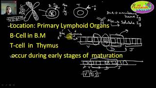 Immunology VDJ Recombination Somatic Recombination Antibody Diversity Part1 [upl. by Merriam955]