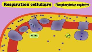 Respiration cellulaire et fermentation [upl. by Bernat985]