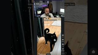 Mawe mawe humor memes reacciones trend shortsviral tiktok music viralshorts gatos [upl. by Portia593]