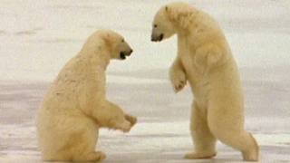 Wild Animals Polar Bears Playing [upl. by Wini264]