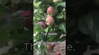 MALUS DOMESTICA AKA APPLE [upl. by Htiekram]