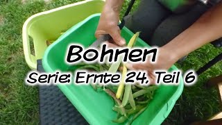 Machs Dir Selbst  Bohnen Serie Ernte 24 Teil 6 [upl. by Gherardi]