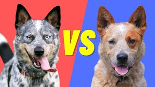 Blue Heeler vs Red Heeler  Difference between the Australian Cattle Dogs [upl. by Reprah207]