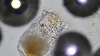 Zooplankton Feeding Under Microscope Rotifers [upl. by Joab]