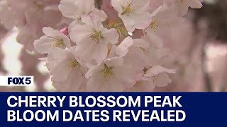 Cherry blossom peak bloom dates revealed  FOX 5 DC [upl. by Dallon]