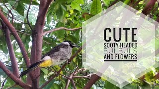 Sootyheaded Bulbuls and Flowers [upl. by Bergmann]