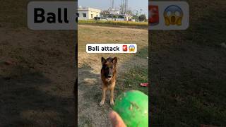 German shepherd vs ball🥎🚨attacked germanshepherd doglover youtubeshorts viralvideo viral [upl. by Williamson125]