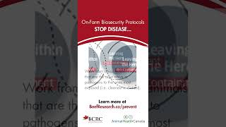 Onfarm biosecurity protocols stop disease cattledisease beefcattle cattlecare biosecurity [upl. by Niveek]