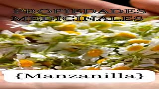 Manzanilla Propiedades Medicinales de la Planta🌿 [upl. by Aihcropal]