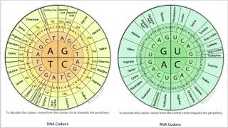 Genetics 101 Mutations [upl. by Apeed]