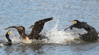 Surprised by the cormorants deep diving ability [upl. by Hannover]