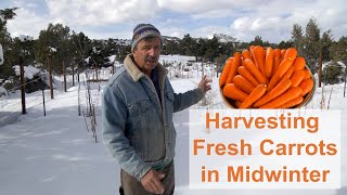 Fresh Winter Carrots [upl. by Caundra]