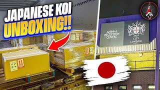 JAPANESE KOI SHIPMENT  UNBOXING [upl. by Gabbey840]