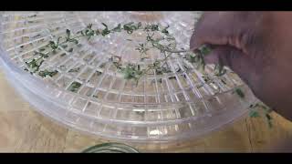 I finished dehydrating my herbs Made with Clipchamp [upl. by Terrej]