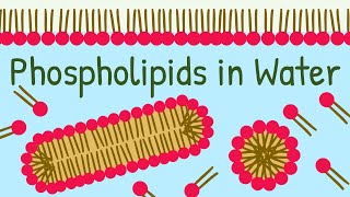 Phospholipids in Water How Biological Membrane is formed [upl. by Tikna734]