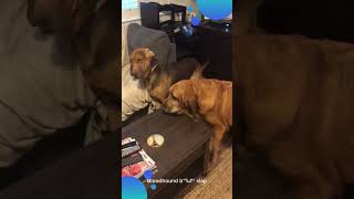 🐕 Bloodhound Tag  YOURE IT 😂 shortsvideo funnyvideo dogs [upl. by Yanrahc]