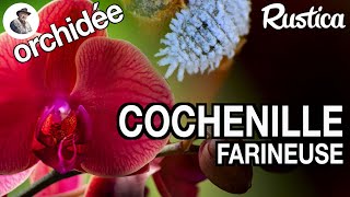 Cochenille farineuse sur les orchidées  mieux vaut prévenir que guérir [upl. by Irene]