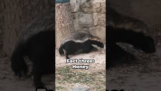 Honey Badger 5 Facts Thatll Blow Your Mind [upl. by Lig613]