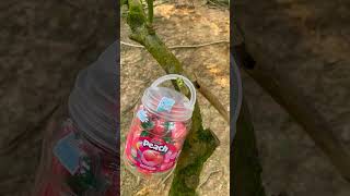 Survival skills single mom with strawberry candy picking skills inrừng survival outdoorsskills17 [upl. by Odlavso]