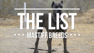 THE LIST TOP MASTIFF DOG BREEDS [upl. by Binny410]