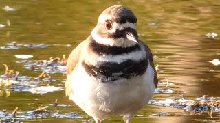 Killdeer bird call  sounds and running [upl. by Tennek]