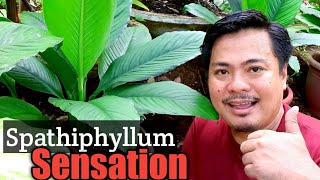 FACTS ABOUT SPATHIPHYLLUM SENSATION  Spathiphyllum Sensation Basic Care and Propagation [upl. by Atinoj638]